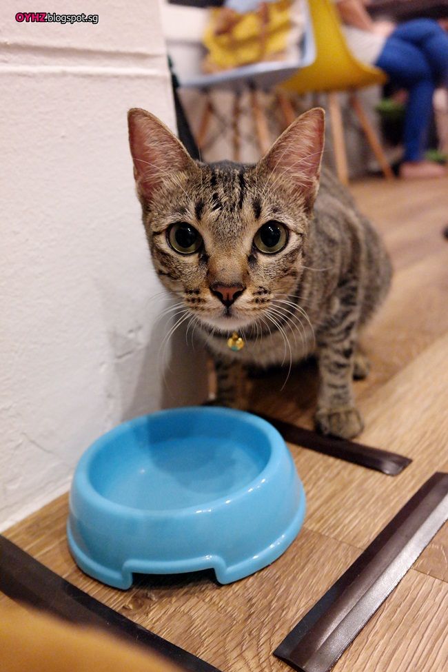 Giving Cats Canned Tuna Giving Cats Canned Tuna